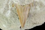 Otodus Shark Tooth Fossil in Rock - Eocene #111056-1